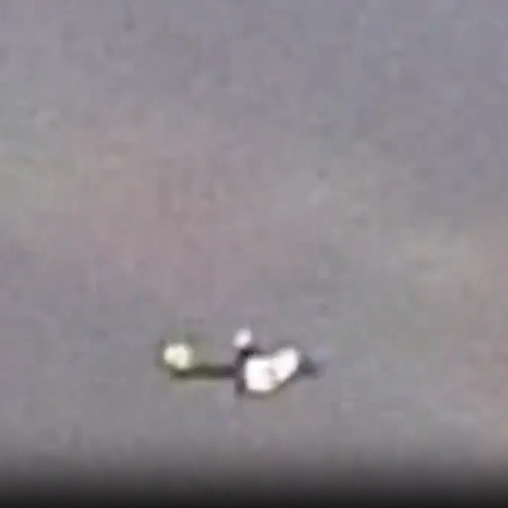 Ongoing New Jersey Ufos Mimicry Mayor Discusses